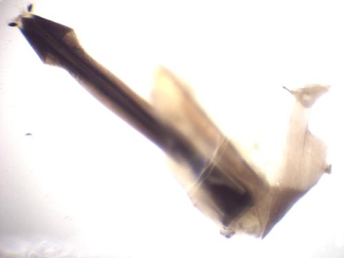 Lamprodila mirifica