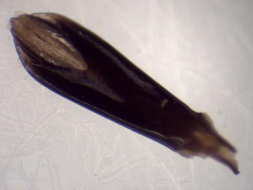 Lamprodila mirifica