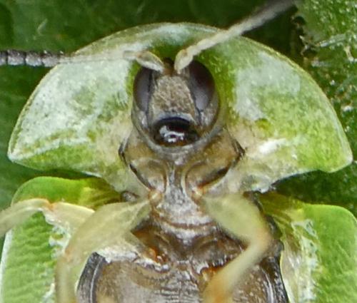 Cassida sanguinosa