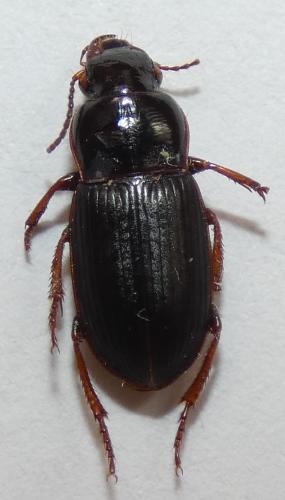 Harpalus sp.