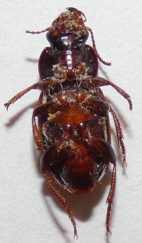 Harpalus sp.