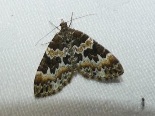 Réf. 361 847 : Electrophaes corylata