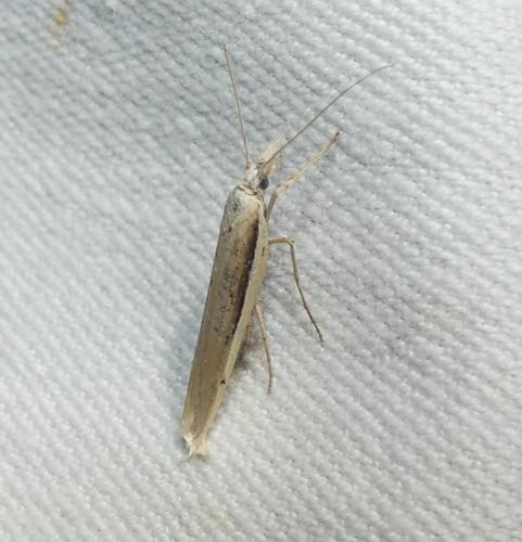 Ypsolopha mucronella