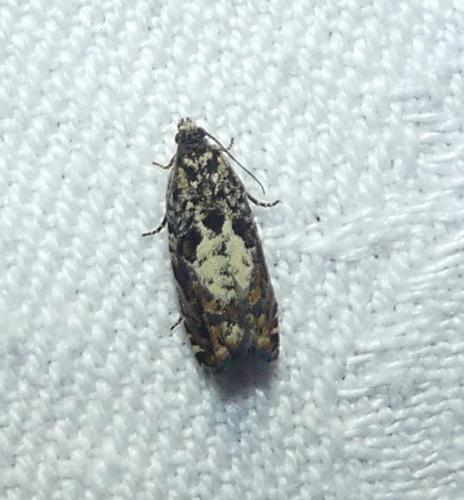 Pammene argyrana