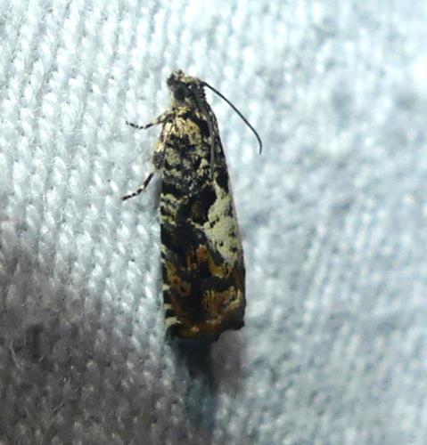 Pammene argyrana