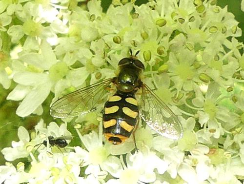 Eupeodes luniger