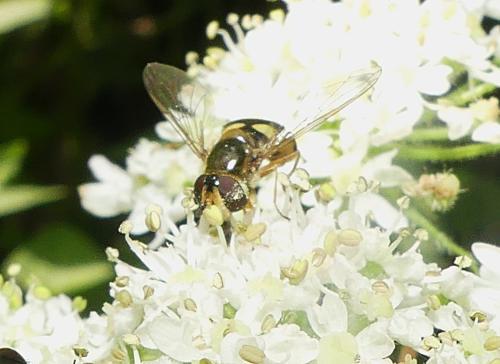 Eupeodes luniger
