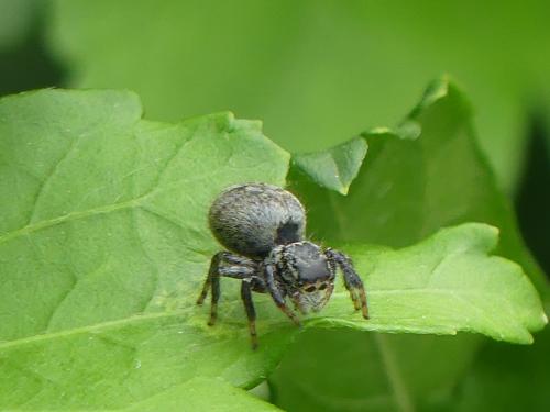 Carrhotus xanthogramma