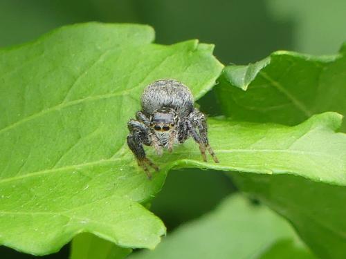 Carrhotus xanthogramma