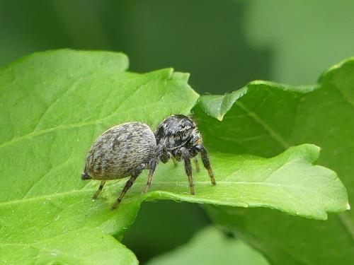 Réf. 361 042 : Carrhotus xanthogramma