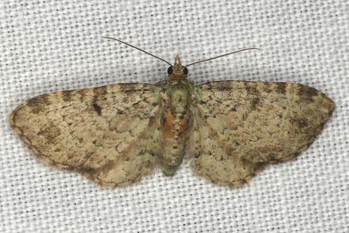 Pasiphila chloerata