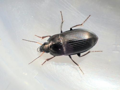 Amara similata