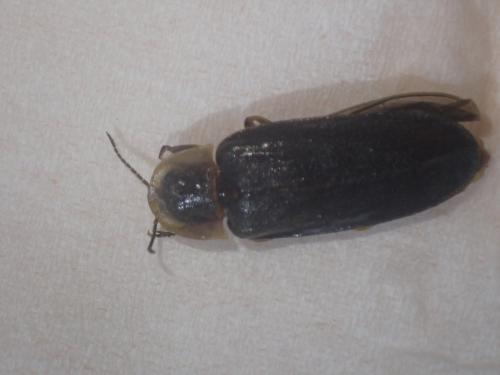 Lampyris noctiluca
