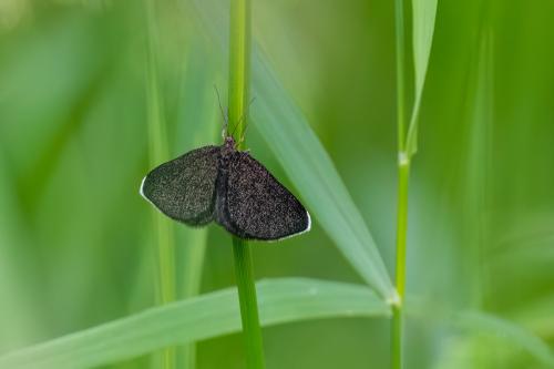 Odezia atrata