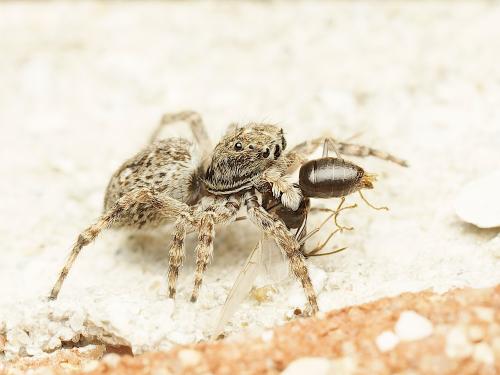 Attulus pubescens