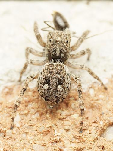 Attulus pubescens