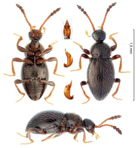 Euconnus wetterhallii