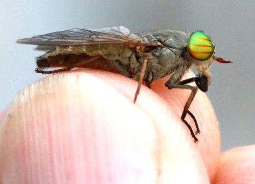 Tabanus glaucopis