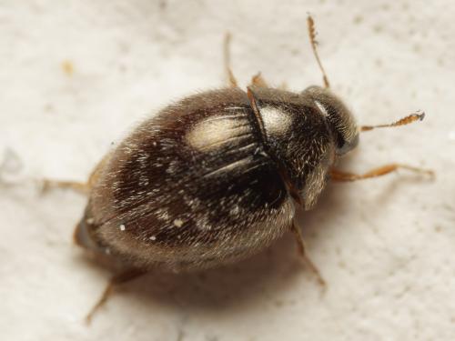 Réf. 361 911 : Simplocaria semistriata