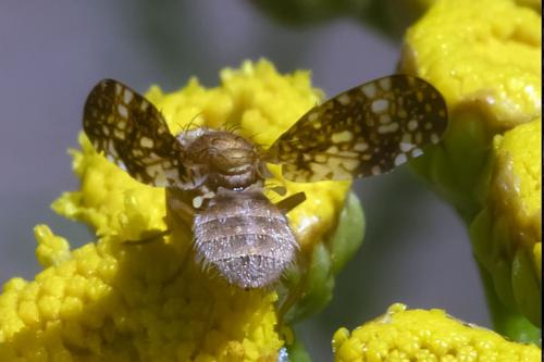Oxyna flavipennis