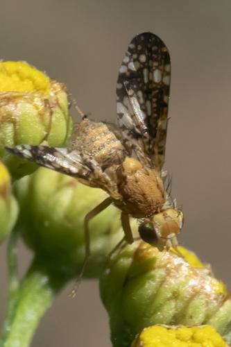 Oxyna flavipennis