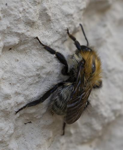 Réf. 361 719 : Bombus pascuorum