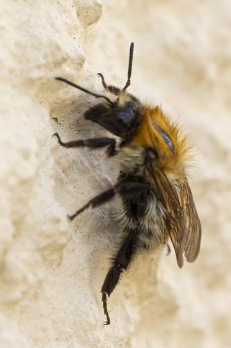 Réf. 361 720 : Bombus pascuorum