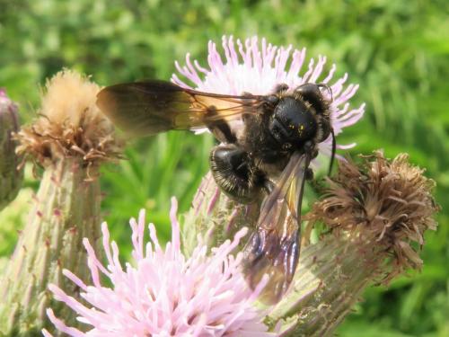 Andrena (nigrospina-pilipes)