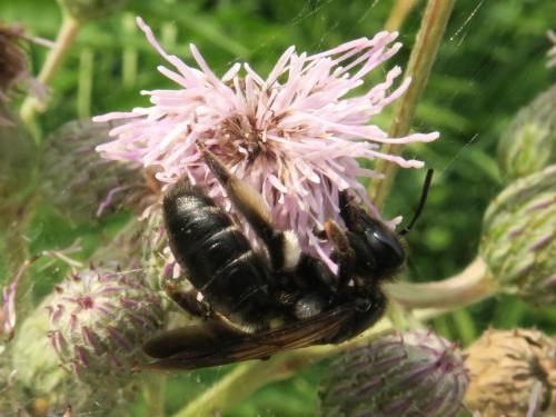 Andrena (nigrospina-pilipes)