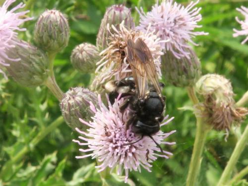 Andrena (nigrospina-pilipes)