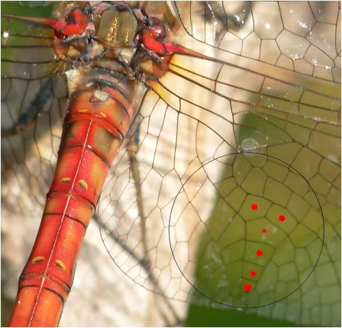Réf. 361 788 : Sympetrum striolatum