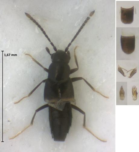 Réf. 361 848 : Outachyusa raptoria