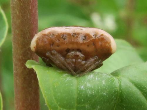 Cyrtarachne ixoides
