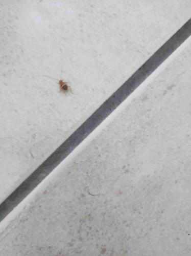 Planuncus vinzi