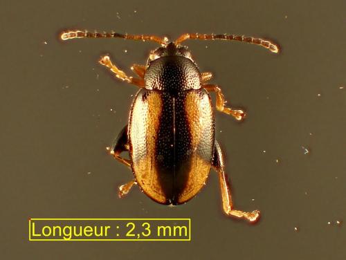 Réf. 361 050 : Phyllotreta ochripes