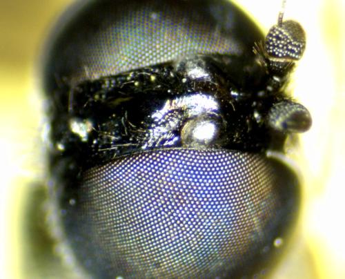 Sargus rufipes