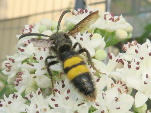 Scolia hirta hirta