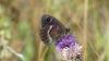 361690 – Photo : florent besson – France (05)