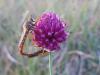 361546 – Photo : Yoann Bunz – France (05)