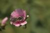 361284 – Photo : éric Pensa – France (13)