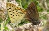 361360 – Photo : MOLINIER Cédric – France (66)