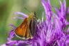 361744 – Photo : Bernard Saquet – France (63)