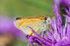 361745 – Photo : Bernard Saquet – France (63)