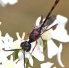 361820 – Photo : Jean-Michel GAREL – France (89)
