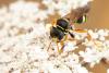 Gorytes sulcifrons
