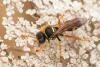 Gorytes sulcifrons