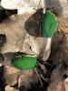 361906 – Photo : Patrice SAVINA – Sao Tome-et-Principe