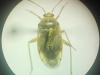 Lygus (gemellatus-pratensis)