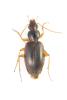361749 – Photo : Mathurin CARNET – France (85)