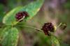 361841 – Photo : patrick derennes – France (91)